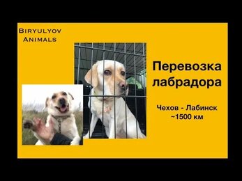 Перевозки животных: лабрадор. Чехов - Краснодарский край