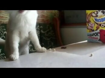 Кот VS Несквик