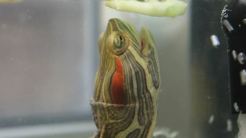 Рацион питания моих красноухих черепах/Чем кормить черепаху - Смотреть ...