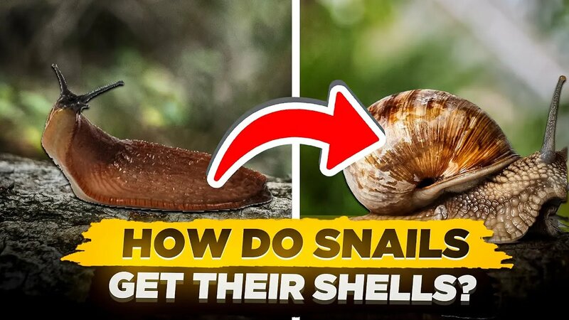 How Do Snails Get Their Shells? (Are Snails Born With Their Shells ...