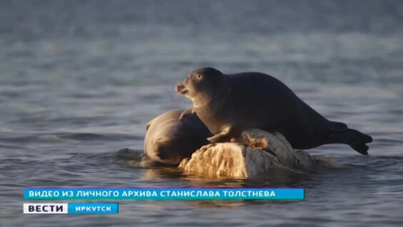 Редкие кадры обитателей Байкала снял иркутский режиссёр — Видео от Вести-Иркутск