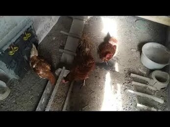Обогрев курятника, так делать не надо, сгорит