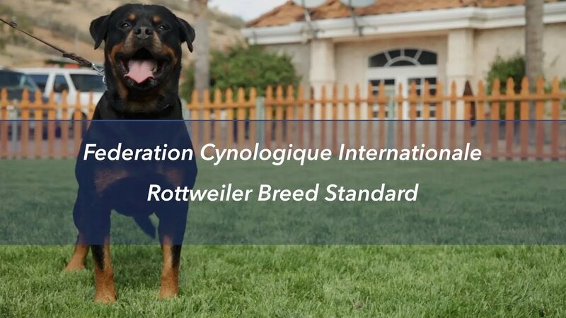 Rottweiler breed standard