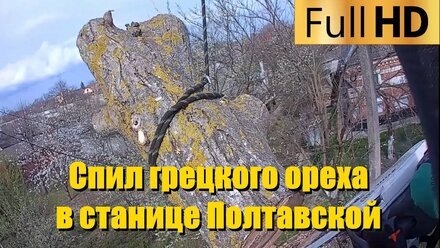 Спил грецкого ореха в ст. Полтавской