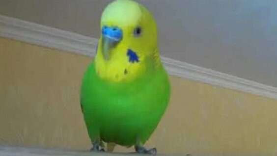 Әйелдер мен жылқылар порно