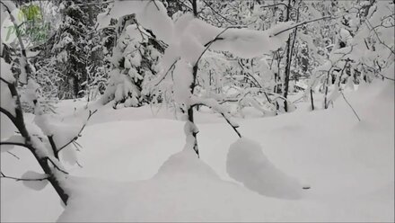 Русский Лес (RUSSIAN FOREST) КРАСОТА ЗИМЫ