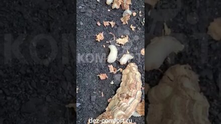 Уничтожение гнезда шершней