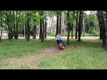 Дрессировка собак.