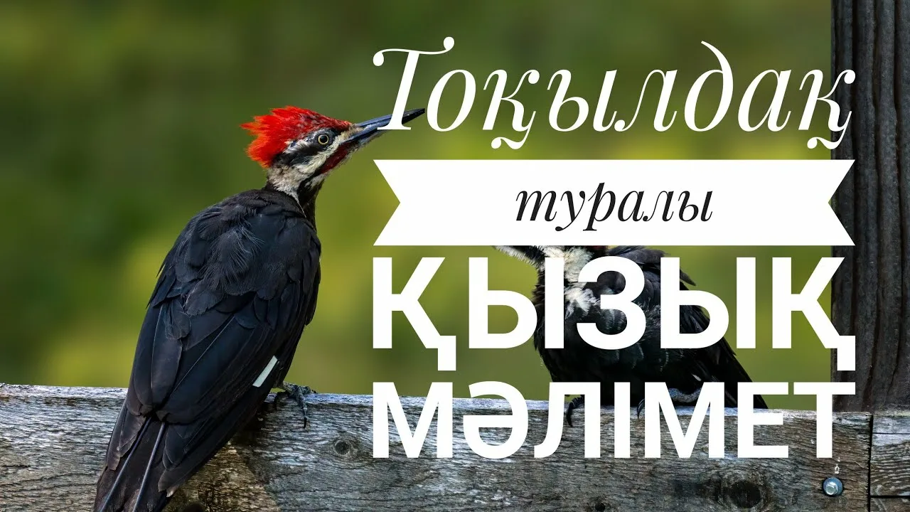 Қынаптың суреті