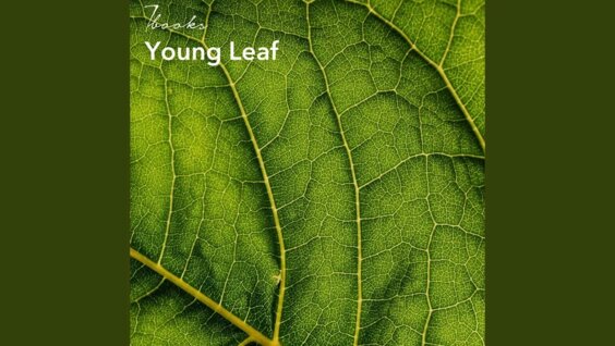 Youngleaf