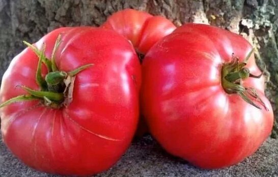 Обзор сорта помидора "Сахарный бизон" (характеристики, свойства, фото ...