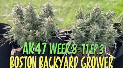 How To Grow Autoflower Outdoor Ak47 Seeds Week 9 to Harvest Timelapse ...