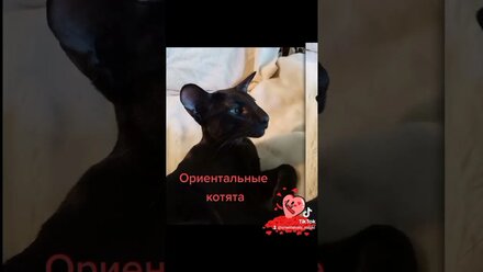 ориентальный кот