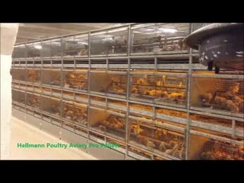 Aviary Pro Pullet