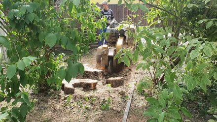 Дробление пней 2 Arborgrad.ru