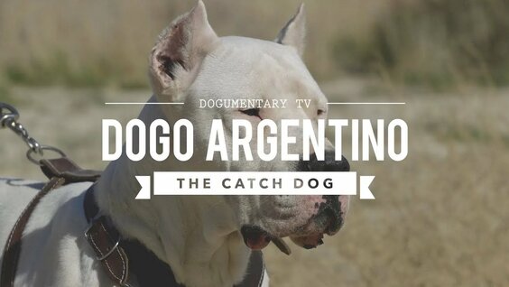 PITBULL VS DOGO ARGENTINO - Who is more powerful? 