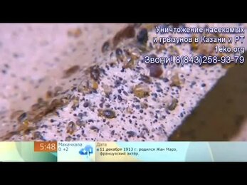 Как травить клопов в квартире в Казани
