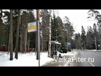 Валка деревьев в Комарово. Берёза у остановки