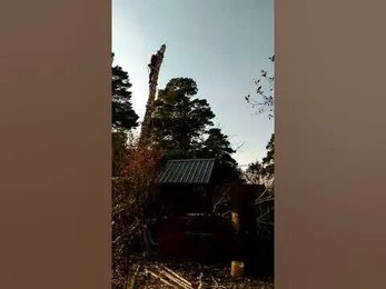 снтНадеждаУдалениеБерёзы