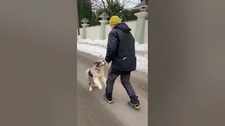Дрессировка Австралийской овчарки, Аусси