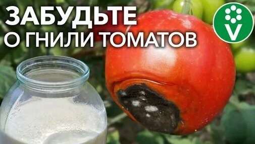 СУПЕРСМЕСЬ ОТ ВЕРШИННОЙ ГНИЛИ ТОМАТОВ! — Видео от Процветок