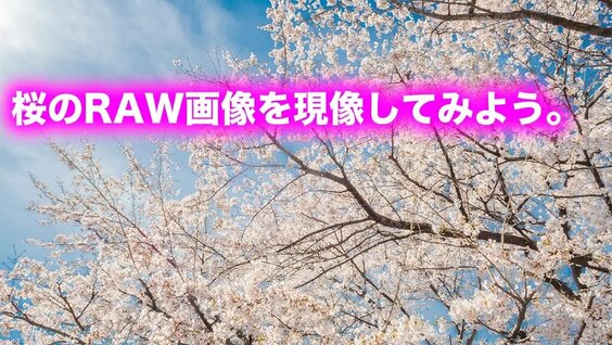 桜のraw画像を現像してみよう