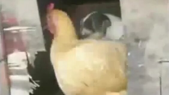 Man fucking chicken