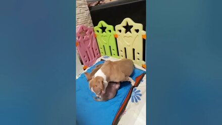 щенки Булли Аврора+Шуга, сегодня 1 месяц!т. 8-927-277-24-37 питомник Стелла Фидeлис