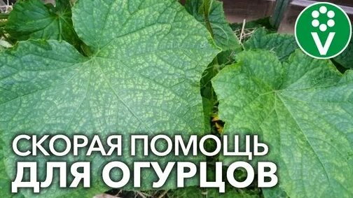 СПАСАЕМ ОГУРЦЫ ОТ ВСЕХ БОЛЕЗНЕЙ! Диагностика болезней огурцов по фотографиям — Видео от Процветок