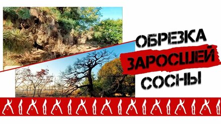 Обрезка заросшей сосны