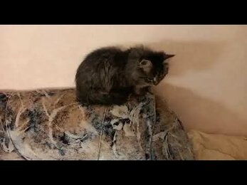 WhatsApp Video 2022 11 16 at 17 55 11