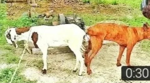 dog mating goat first time - Yandex Video aramada çevrimiçi izle