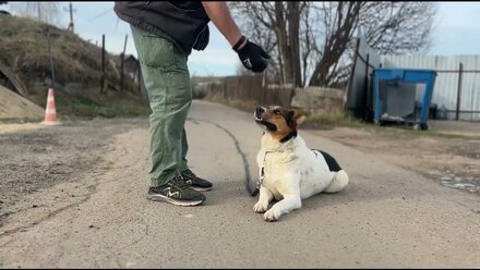 Дрессировка дворняжки БОНЯ