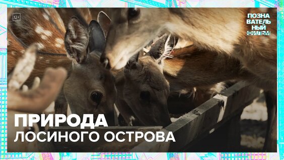 Как устроен парк «Лосиный остров»? | Познавательный фильм — Москва 24|Контент — Видео о...