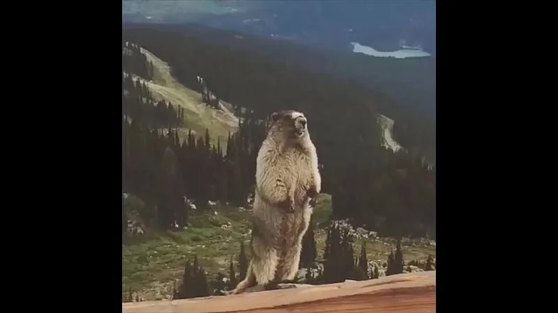 Н Буш Райт жалаңаш