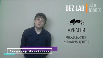 Как избавиться от муравьев?