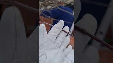 формирование плодовой древисины плодовых деревьев