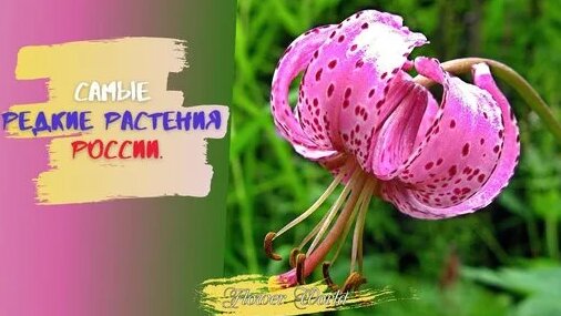 Самые редкие растения России.Краснокнижные растения России(1) — Видео от Драматерапия.