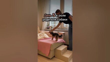 Жизнь с собакой! Где должна спать собака? Можно ли пускать собаку на кровать? #собака #dog #puppy