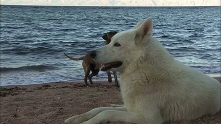 Макс и его друг Dahab