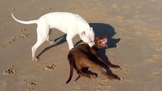 PITBULL VS DOGO ARGENTINO - Who is more powerful? 