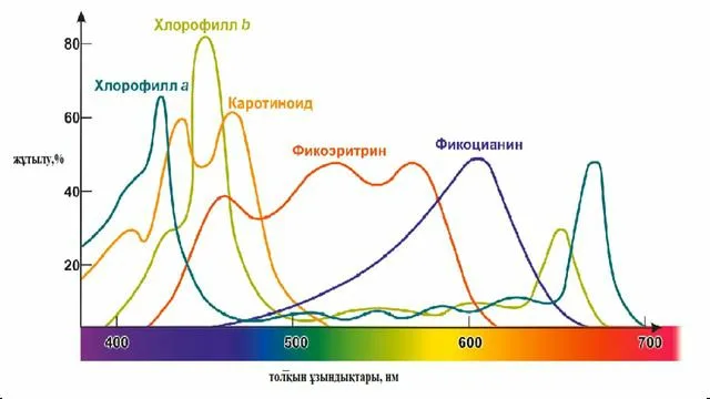 Варадеродағы жезөкшелер