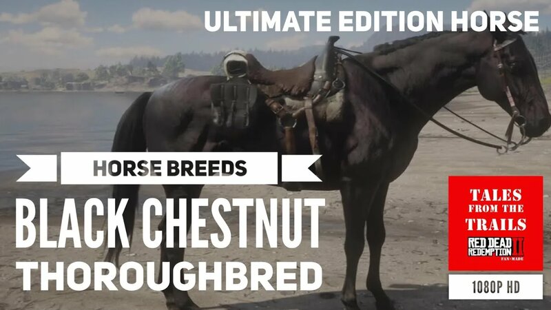 RDR2: Horse Breeds Black Chestnut Thoroughbred - Red Dead Redemption 2 ...