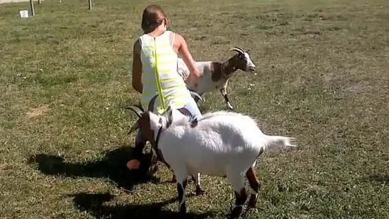Riding goats — Видео от Liuji Liuji - Смотреть онлайн в поиске Яндекса ...