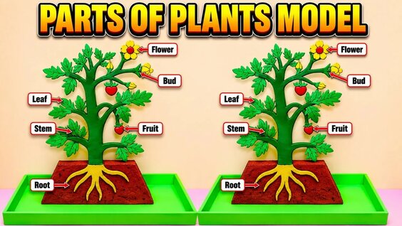 Parts OF Plants Model 3d Making using Cardboard - DIY - Biology Science ...