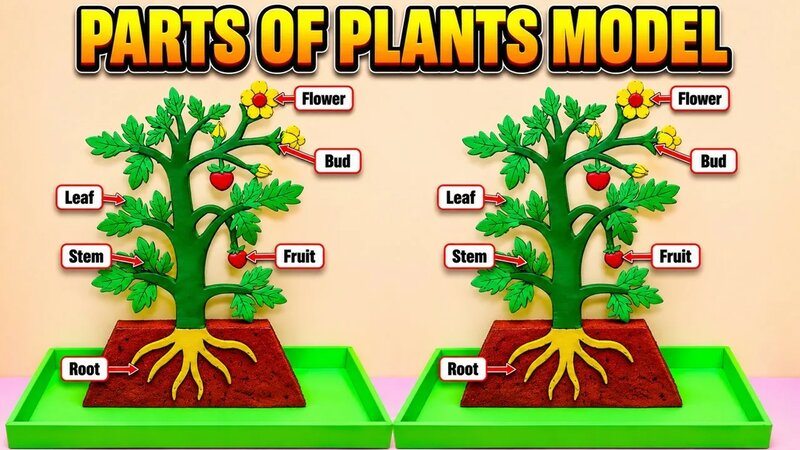 Parts OF Plants Model 3d Making using Cardboard - DIY - Biology Science ...