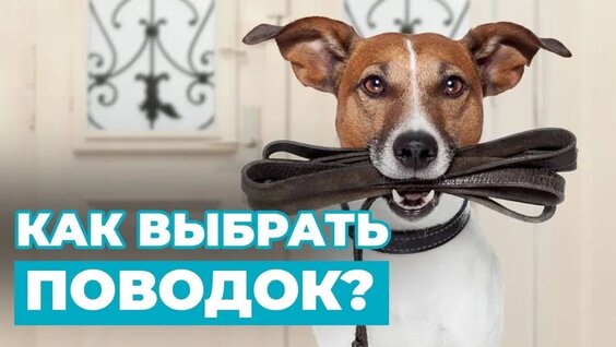 Как Правильно Выбрать Поводок для своего питомца Лайфхаки для владельца — Видео от Онлайн-шк…