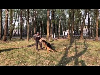 Немецкая овчарка.