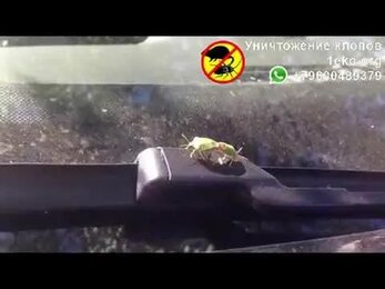 Секс клопов или как разможаются клопы
