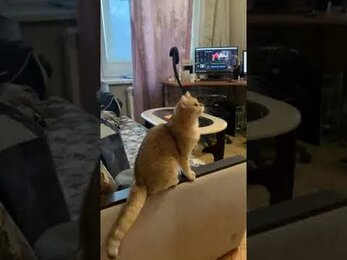 Кошка Шуня и мыльные пузыри